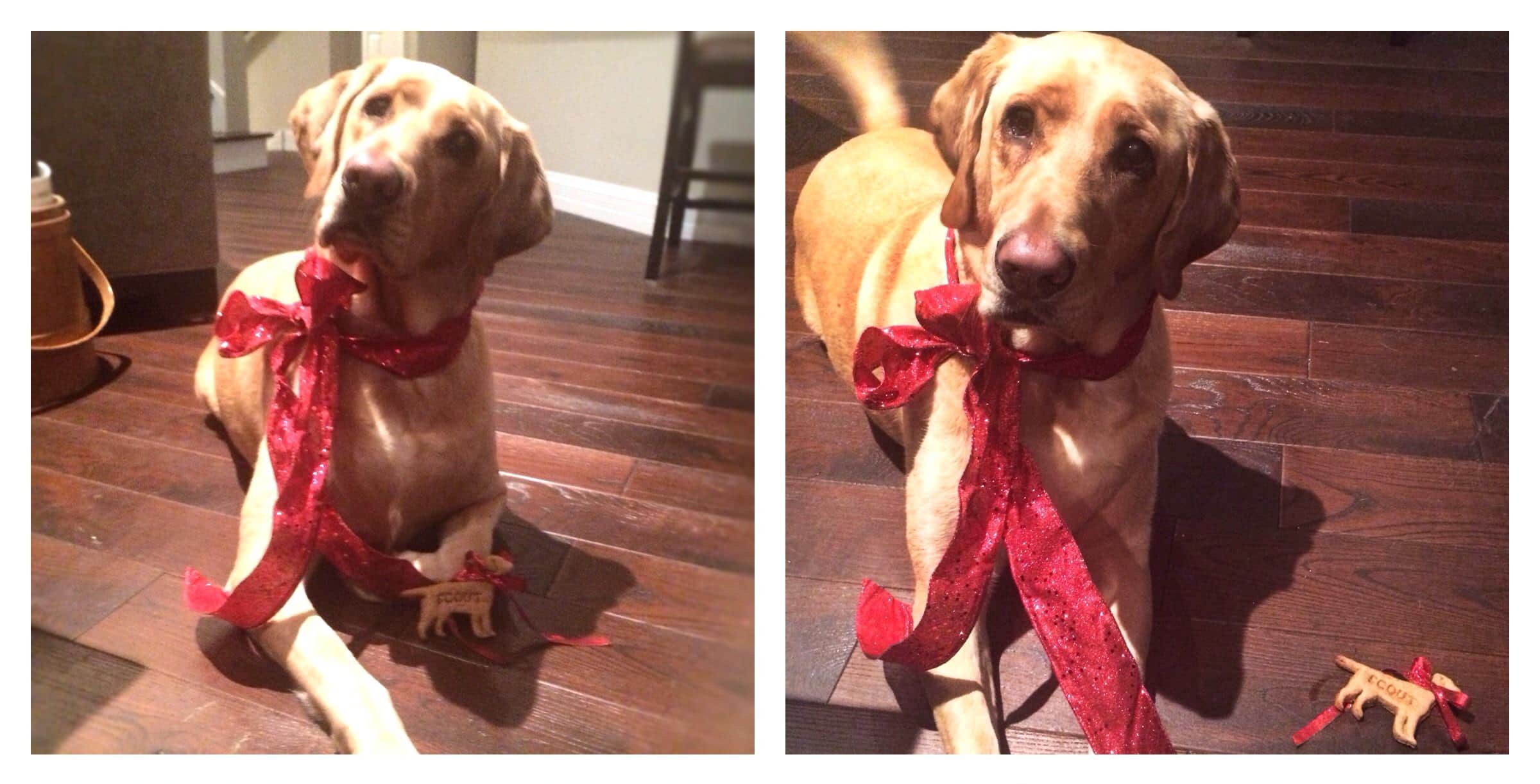 Homemade Dog Treats, Peanut Butter - The Cookie Rookie