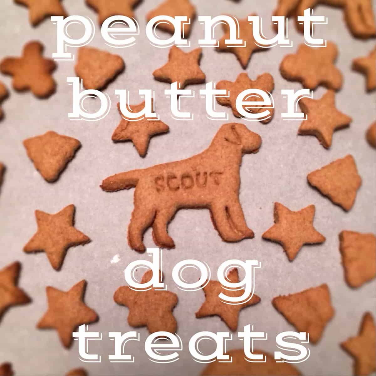 dog biscuits near me