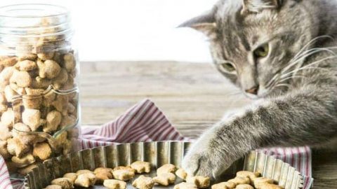 Three Ingredient Salmon Cat Treats