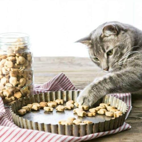 popular cat treats