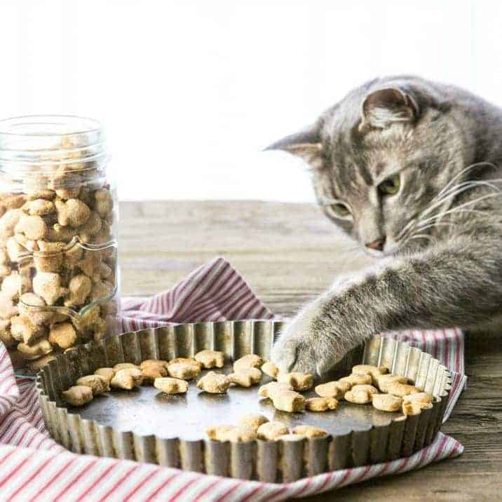 homemade treats for both dogs and cats