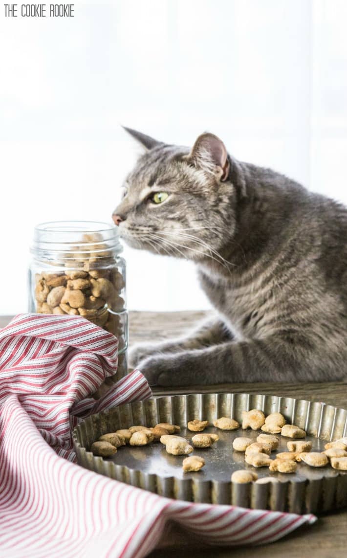 58 Best Images How To Make Cat Treats - 5 DIY Thanksgiving Cat Treat Recipes - CatTime