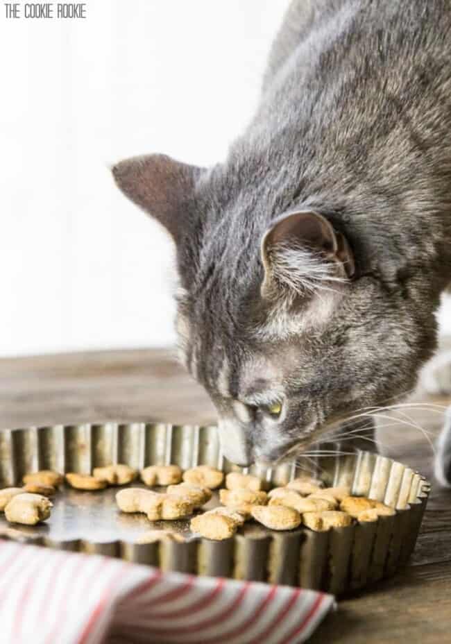 homemade-cat-treats-recipe-3-ingredient-salmon-cat-treats