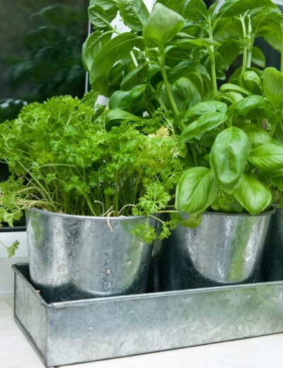 Ultimate List of Cooking Herbs for Your Kitchen - The Cookie Rookie®