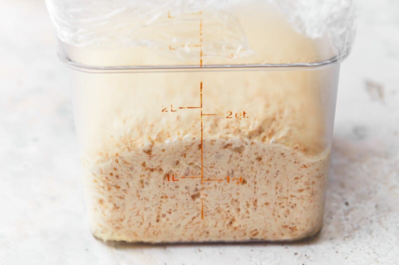 proofed english muffin dough in a plastic bucket.